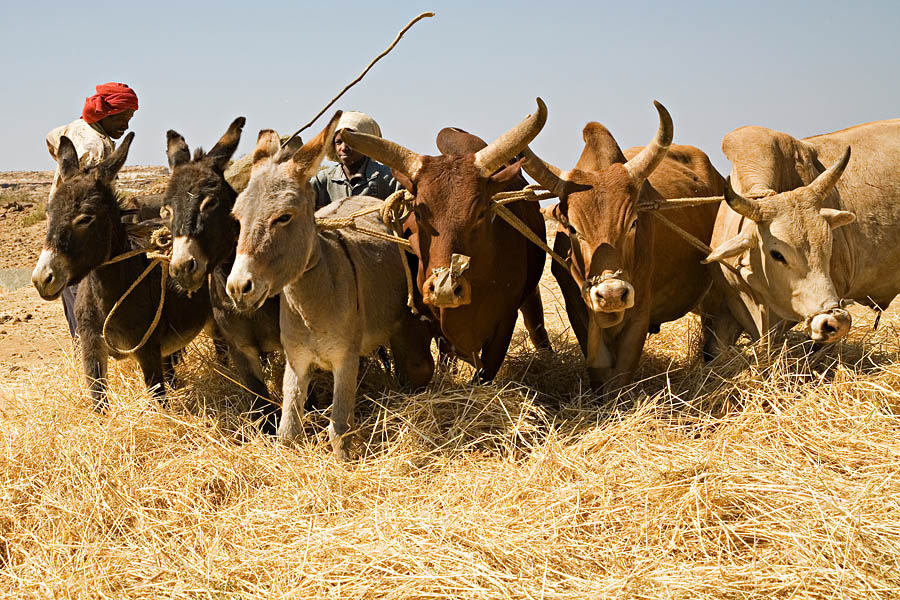 100   Harvest time 7